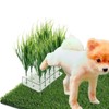 JoyHuaTrade 6 PCS Fake Grass Plants Pee Post, Reusable Washable