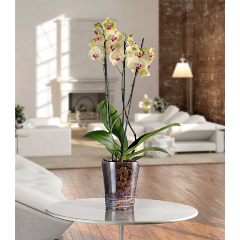 Orchid Pot Planter Orchid 16 cm