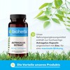 Astragalus Capsules - Pack of 200 High Dose with 300