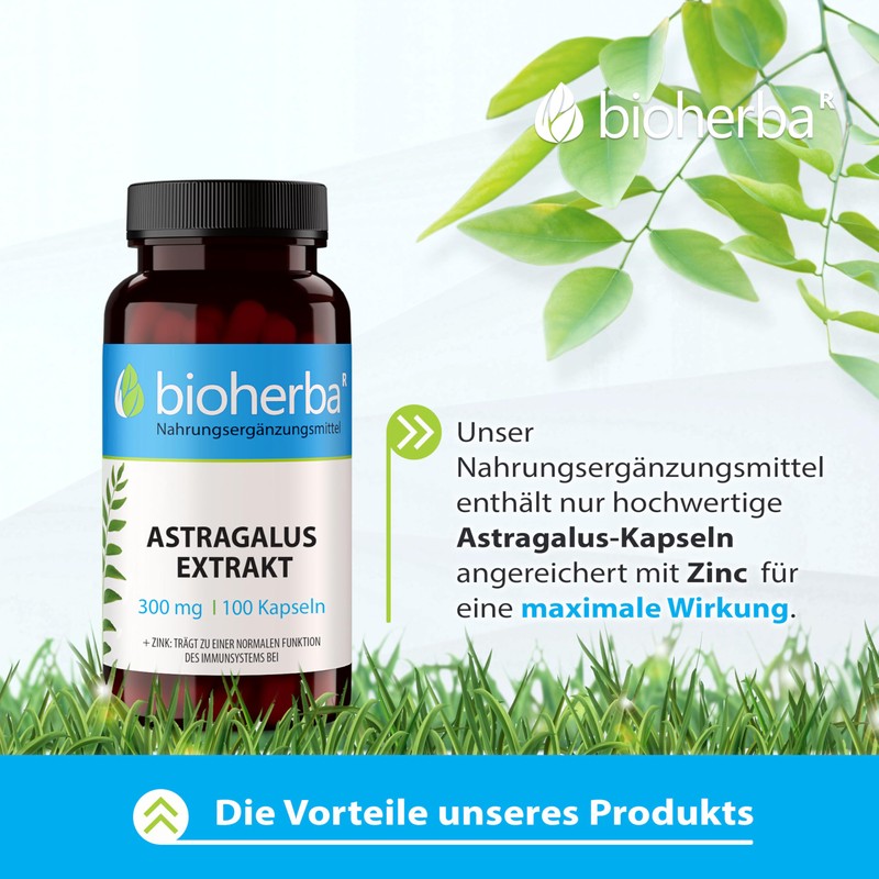 Astragalus Capsules - Pack of 200 High Dose with 300