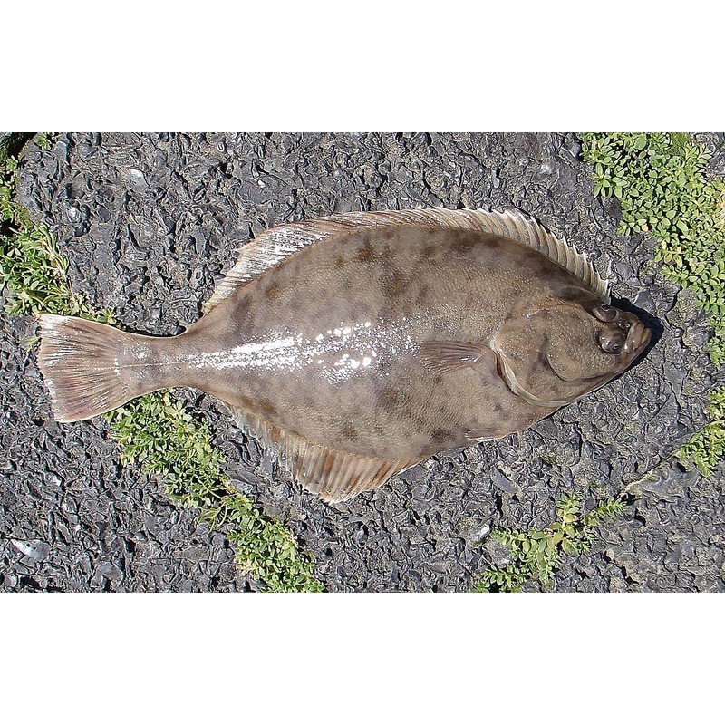 Sea Fishing - Brown RAGWORM lures - 4 Inch (10.5cm)