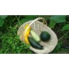 Seeds Squash Zucchini Botsman Black Vegetable Ukraine