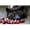 Kopi Luwak Premium (Coffee from Wild Animals) - Ground Espresso