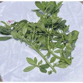 Egbure Ebure Gbure PLANTA HIERBA SANTO IFA RELIGIÓN IFA MEDICINAL AFRICA