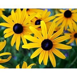 1000 Black-Eyed Susan Gloriosa Daisy Flower Seeds, Yellow, Biennial, Beautiful, Rudbeckia Hirta, from USA