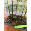 Tree 5 Tree Bald Cypress - Forest Bonsai
