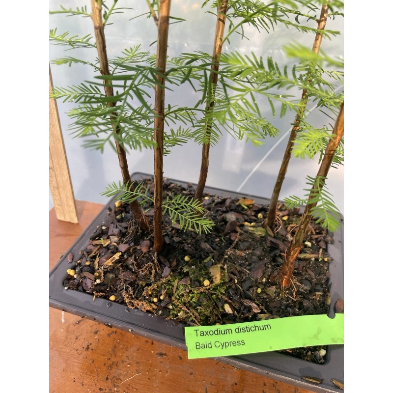 Tree 5 Tree Bald Cypress - Forest Bonsai