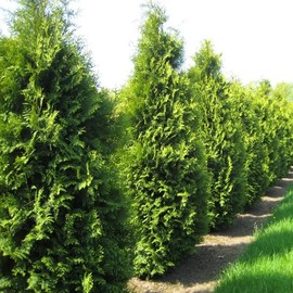 Thuja occidentalis (American Arborvitae, Eastern Arborvitae, White Cedar, Arborvitae) Tree Seeds, Attractive Appearance, Dense Foliage, Seeds by MySeeds.Co, You Choose The Amount (0.25 oz)