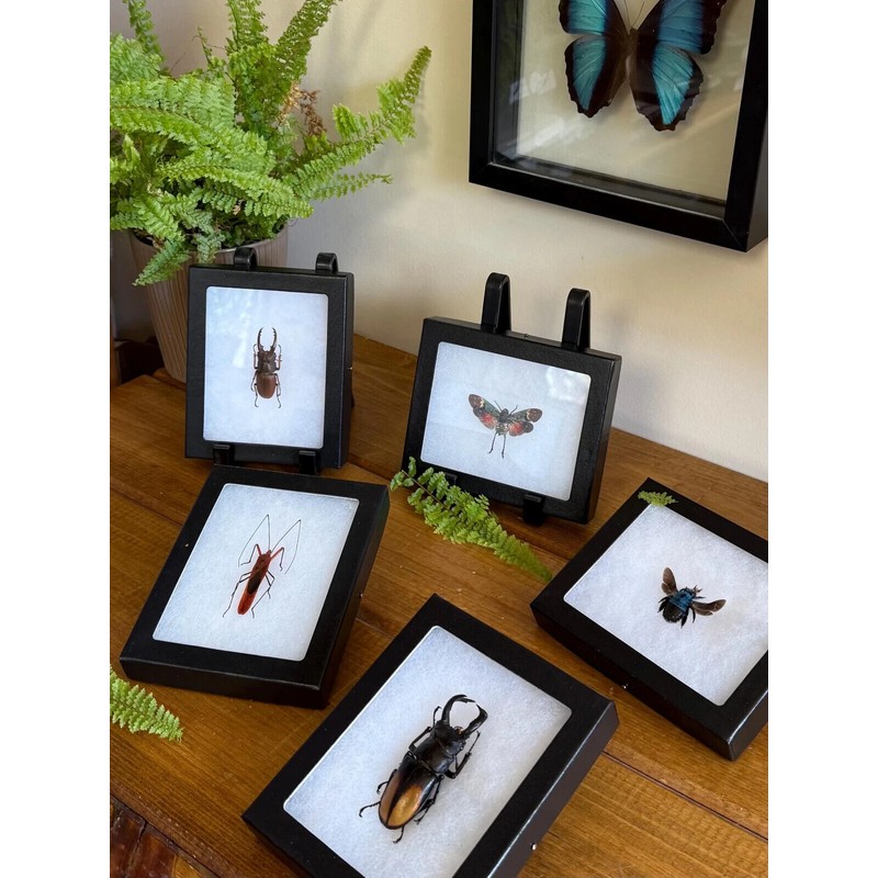 Framed Bugs and Beetles! Spread Insects in Riker Mount Frames