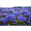 TheGardeningWorld California Bluebell Desert Canterbury Flower Seeds Phacelia (500 to