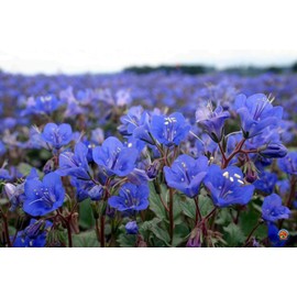 TheGardeningWorld California Bluebell Desert Canterbury Flower Seeds Phacelia (500 to 5000 Seeds) (10000)