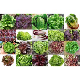 This is A Mix!!! 1000 Lettuce Mix 20 Varieties Seeds Heirloom Non-GMO. Seeds are not Individually Packaged! from USA. US Grown!