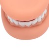 Mouth Puppet with Tongue 28 Teeth Silicone Speech Therapy Demonstration