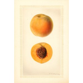 Fruit Postcard: Vintage Repro Print - Perfect Summer Peach