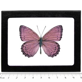 BicBugs CRENIS PECHUELI Real Framed Butterfly Pink Purple Africa
