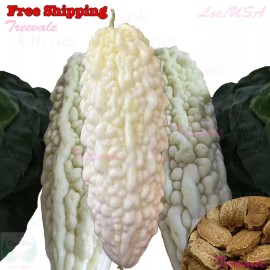 Treevale White Skin Long Bitter Gourd Seeds - Karella, KuGua, Foo Qua, Asian Bitter Melon - 20 Seeds No Tracking