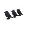 Nemesis Now Three Wise Ravens, Black, 8.7cm (B6023V2)