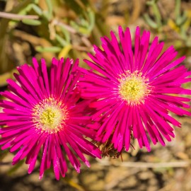 Fresh Iceplant Daisy Seeds 250+ Seeds Daisy Flower, Flower Seeds, Annual Seeds, - Style 6