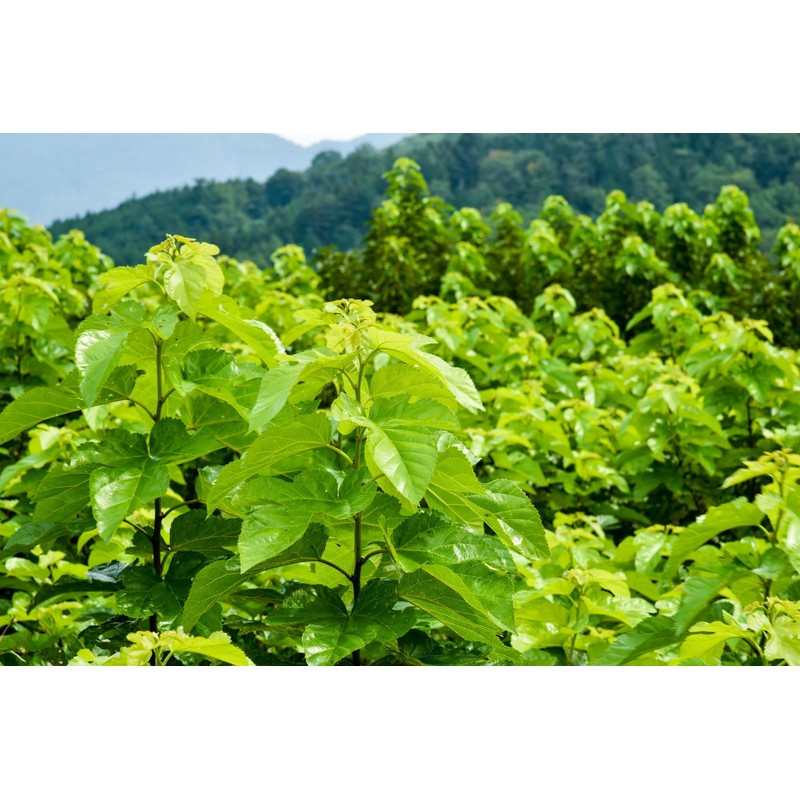 Petit Shop Constant Meal Japanese Mulberry Leaf Tea Plus Chrysanthemum