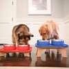 Trot Pets Elevated Dog Bowls | Stainless Steel Raised Bowl