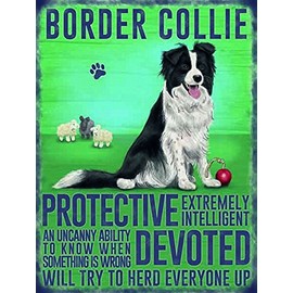 Vintage Style Retro Metal Sign Dog Lovers Owners Gift Tin Pedigree Dogs BORDER COLLIE