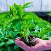Improve Your Lawn and Garden with Soil Vigor for Long-Term