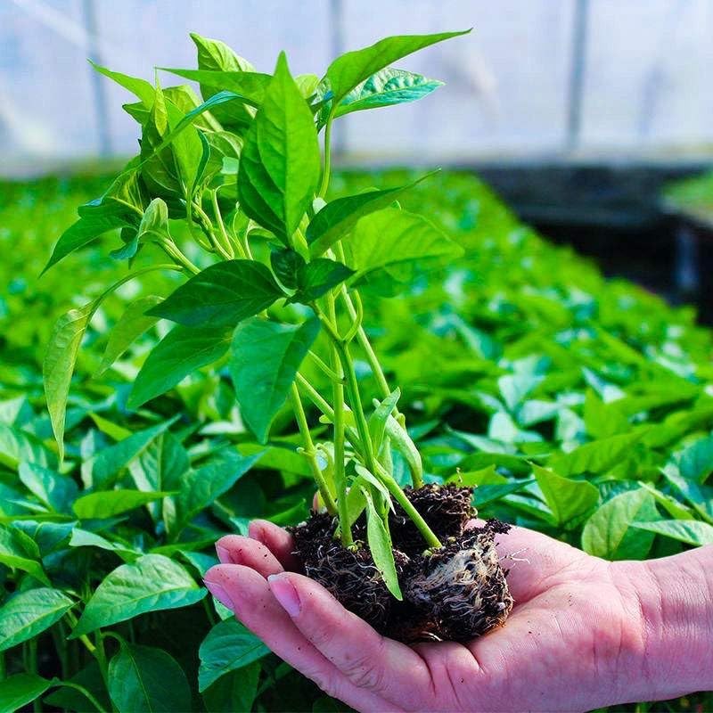 Improve Your Lawn and Garden with Soil Vigor for Long-Term