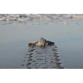 Unbranded Help save 10 Baby Sea Turtles * CHARITY *