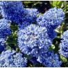 Home-Growth Blueblossom, Ceanothus Thyrsiflorus - 20 Seeds 2025 - USA