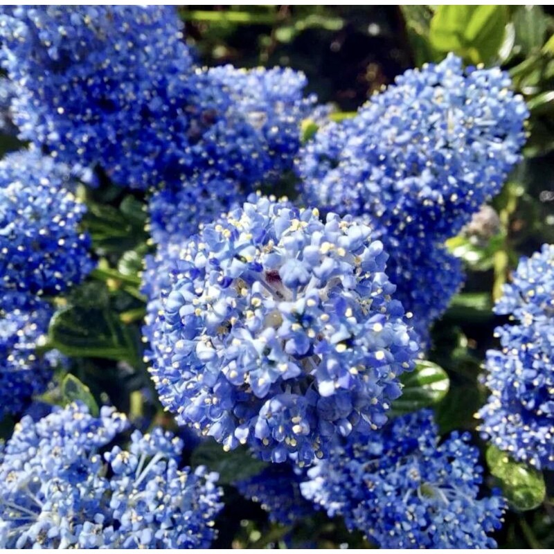 Home-Growth Blueblossom, Ceanothus Thyrsiflorus - 20 Seeds 2025 - USA
