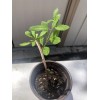 Goji Berry 5 Goji Berry Plant Cutting 6” Each Stick