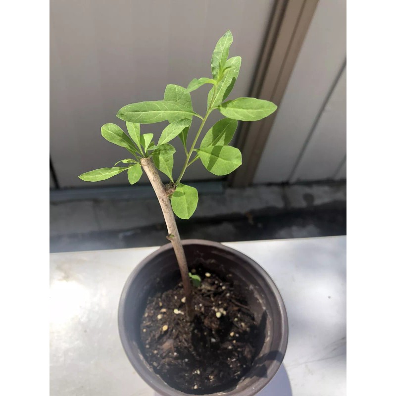 Goji Berry 5 Goji Berry Plant Cutting 6” Each Stick