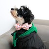 Lionet Paws Dog Collar with Bowtie, Valentine's Day Bowtie for