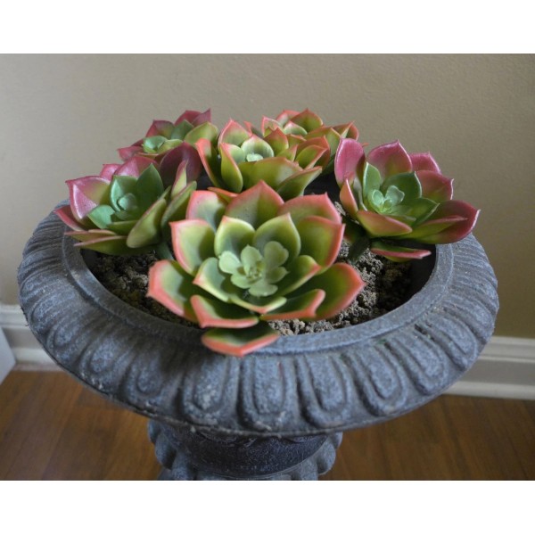 Unbranded 6 Small Snow Lotus Lifelike Artificial Plastic Desert Succulents