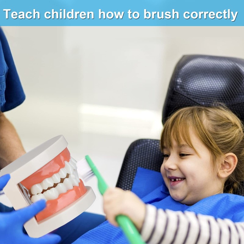 Diyiming 2Pcs Standard Teeth Model Dental Care Model, Child Brushing