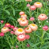 2500+ Perennial Mixed Strawflower Flower Seeds for Planting Outdoors-Attracts Bees&Butterflies