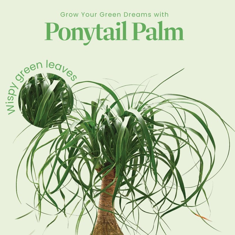 American Plant Exchange Ponytail Palm – 10-Inch Pot – Live