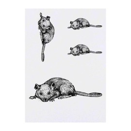 Azeeda 4 x 'Ratte Die Sich Hinlegt' Temporäre Tattoos - Wasserfest, Hautfreundlich & Ungiftig · Transfers in Verschiedenen Größen (TO00014797)