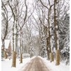 Medoore Natural Burlap Tree Protector Wraps, 40inches x 20ft Plants