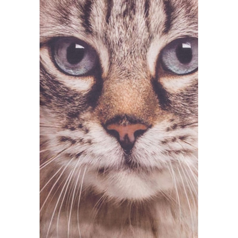 Girls Cat Tabby Brown Short Pyjamas Paw Print (9-10 Years)