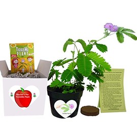 Gifts for Teachers- Show Appreciation - Pet TickleMe Plant - Grow The Classroom Plant That Closes its Leaves and Lowers Its Branches When You Tickle It. Funny and Guaranteed to Make Teachers Smile