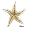 NESSASTORES Sugar Starfish Sea Shell Wedding Real Craft 4" to