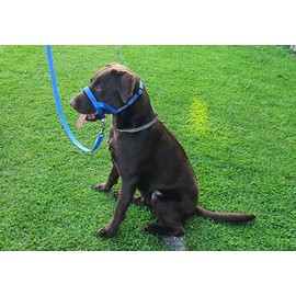 Headcollar Dog Halter/Training Head Collar Training Tool Dog, Head Harness to Stop Pulling on the Lead, Easy to Use, Padded Nose Band, Adjustable (3, Blue)