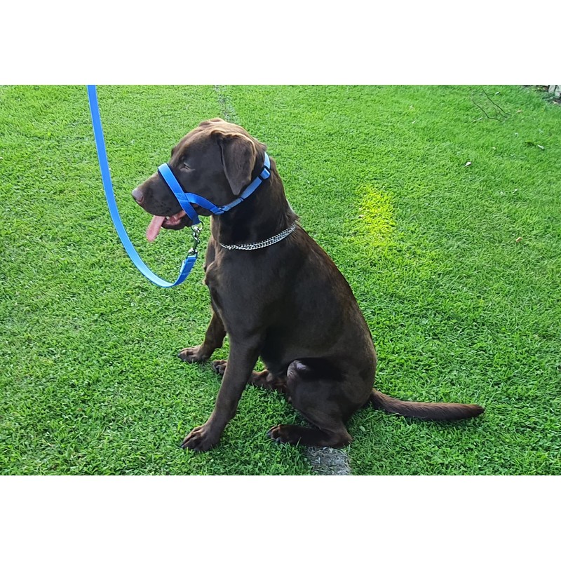 Headcollar Dog Halter/Training Head Collar Training Tool Dog, Head Harness