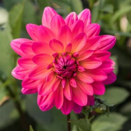 Toadstool Seeds 25 Karisha Dahlia Perennial Flowers Seeds Flowering seeds Bloom 1127 US SELL