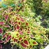 Little Seed Store 351+COLEUS Rainbow Mix Seeds Shade Garden Container