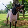 Lovelonglong Ribbed Dog Pajamas Cotton Knitted Dog Jumpsuits 4 Legged