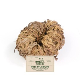 Yerbero - Jumbo Rose of Jericho Dried Flower 3.5'' - 6'' | Selaginella Lepidophylla | Resurrection Plant | Jumbo Size Dried Rose | Abundance, Prosperity, Sacred Rose, Doradilla Plant | 3.5'' - 6''