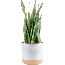 Costa Farms Premium Live Indoor Snake Sansevieria Floor Plant Shipped in Décor Planter, 2-Feet Tall, Grower's Choice, Green, Yellow