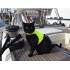 Mynwood Cat Jacket/Harness High Viz Kitten up to 8month